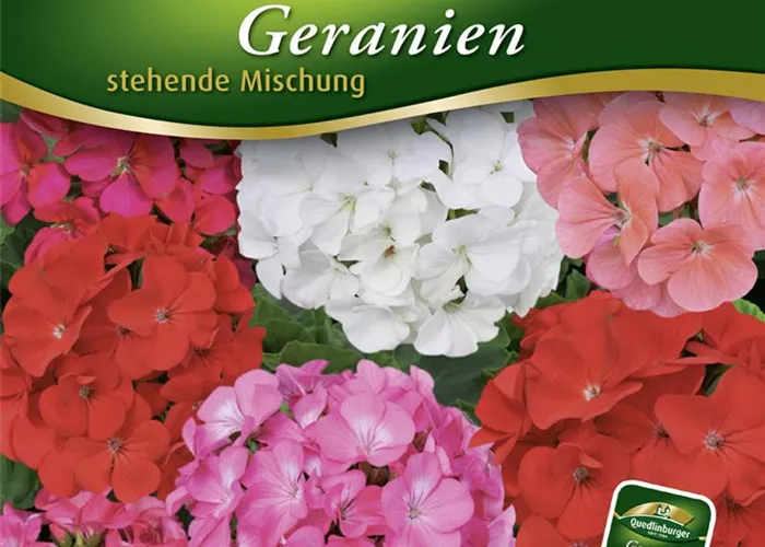 Zonal-Pelargonie-Samen