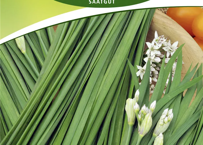 Schnittknoblauchsamen