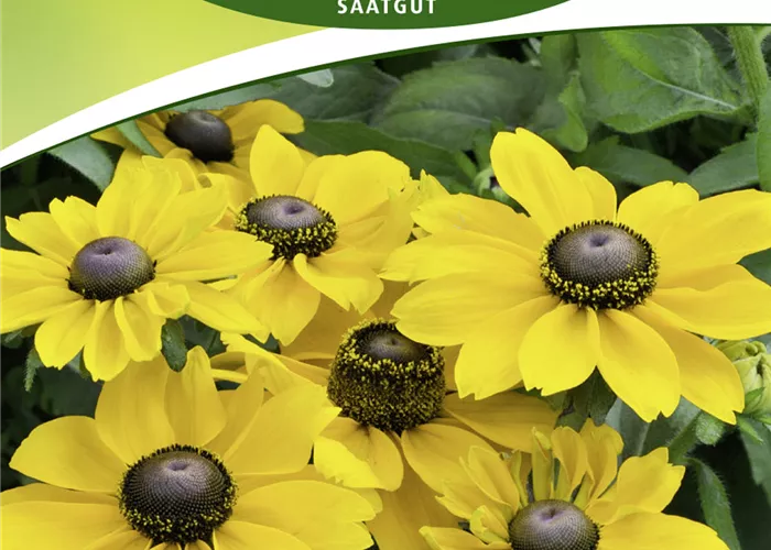 Rauer Sonnenhut-Samen 'Meine Freunde'