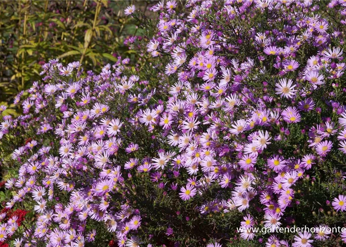 Garten-Myrten-Aster 'Pink Star'