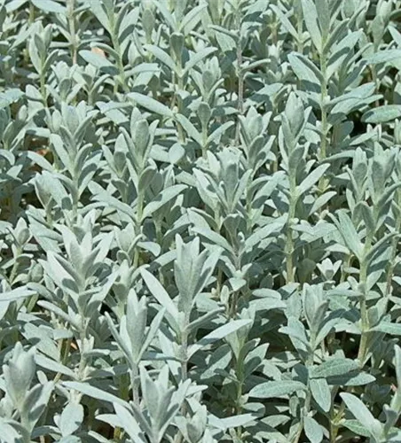 Cerastium tomentosum 'Silberteppich'