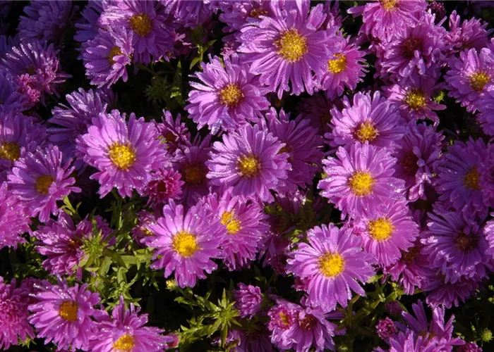 Garten-Kissen-Aster 'Kassel' Garten-Kissen-Aster 'Kassel'
