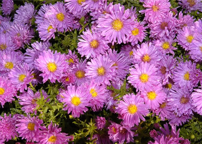 Niedrige Garten-Aster 'Happy End' Niedrige Garten-Aster 'Happy End'