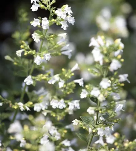 Calamintha nepeta 'Marvelette White' Calamintha nepeta 'Marvelette White'