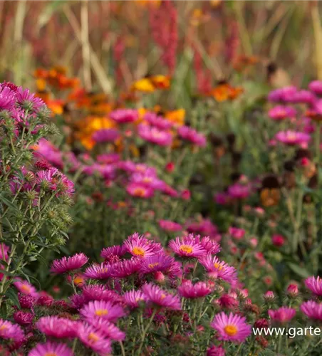 Garten-Raublatt-Aster 'Lachsglut'
