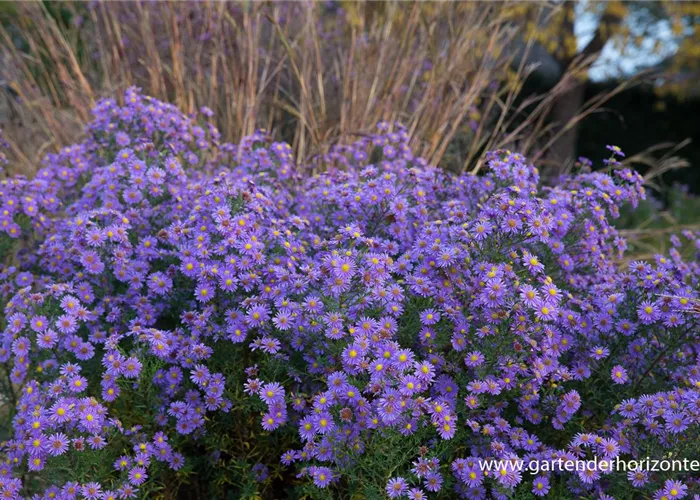 Glattblatt-Aster Glattblatt-Aster