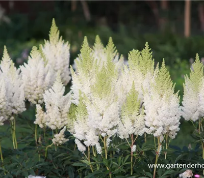 Arends Garten-Prachtspiere 'Weiße Gloria' Arends Garten-Prachtspiere 'Weiße Gloria'