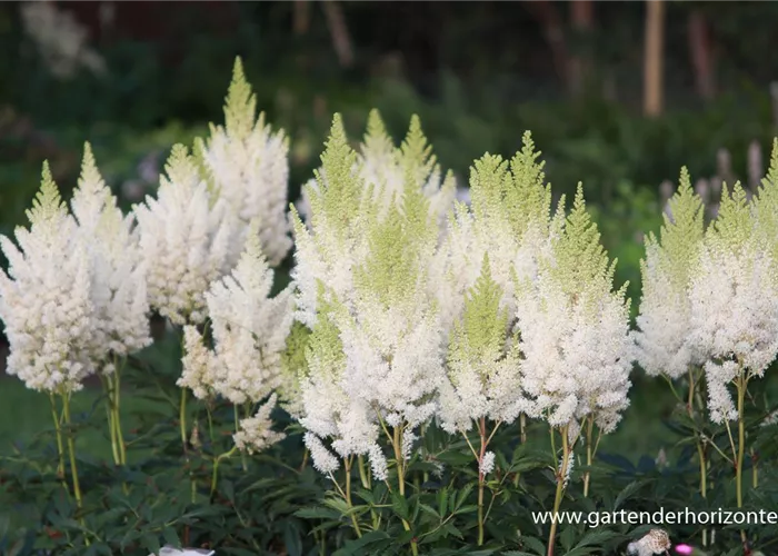 Arends Garten-Prachtspiere 'Weiße Gloria' Arends Garten-Prachtspiere 'Weiße Gloria'