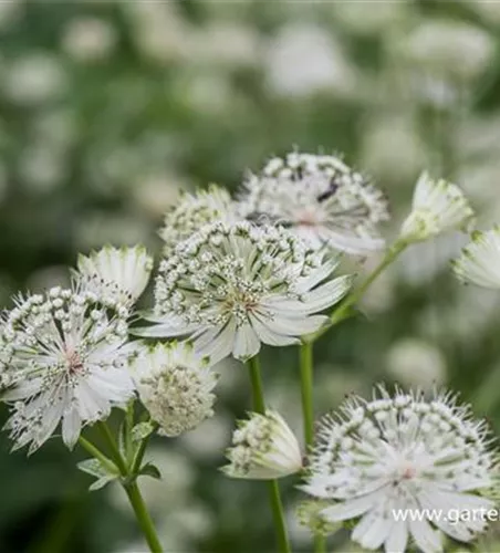 Astrantia major 'Shaggy' Astrantia major 'Shaggy'