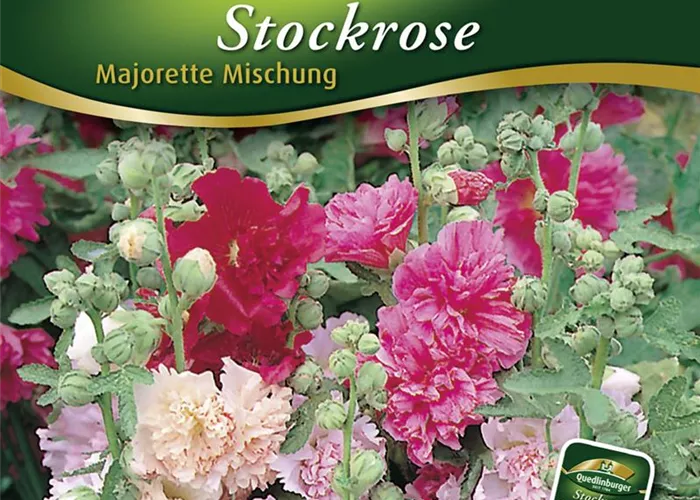 Stockrosensamen 'Majorette'