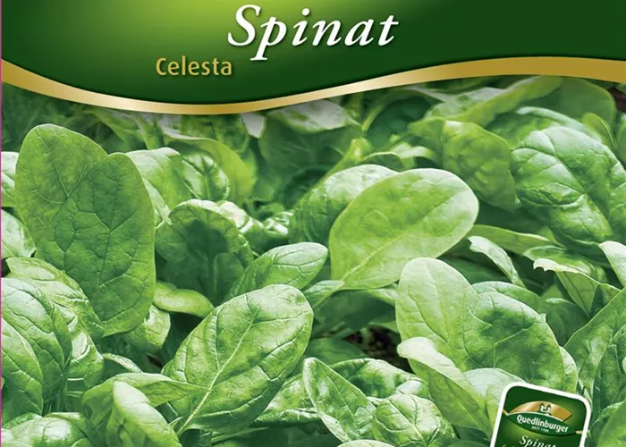 Spinatsamen 'Celesta'