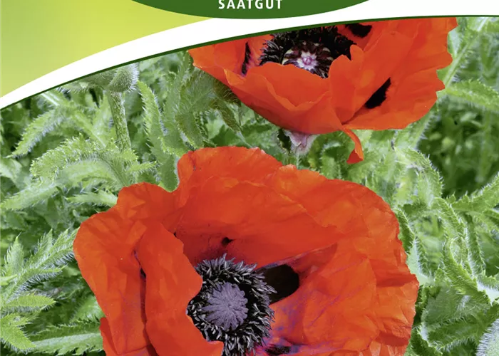 Orientalischer Mohn-Samen 'Brillant' Orientalischer Mohn-Samen 'Brillant'