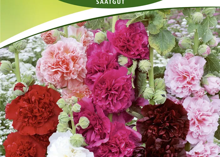 Stockrosensamen 'Prachtmischung'