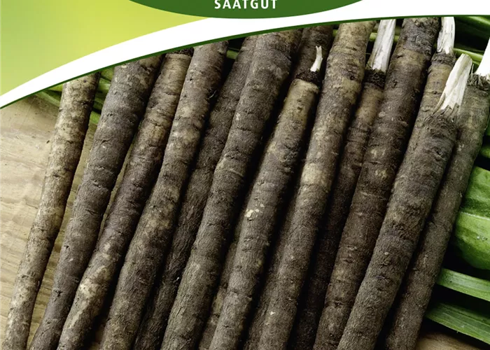 Schwarzwurzelsamen 'Duplex'