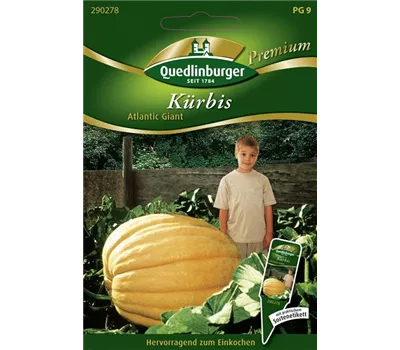 Kürbissamen 'Atlantic Giant' Kürbissamen 'Atlantic Giant'