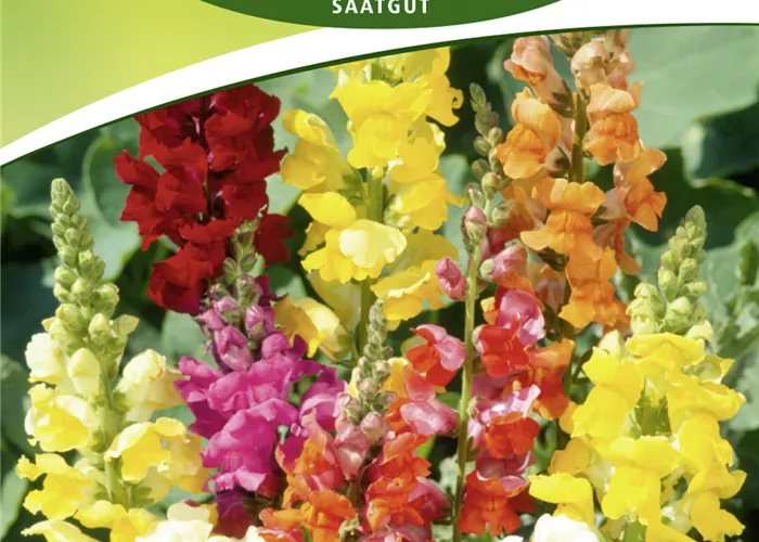 Löwenmaulsamen 'Halbhohe Mischung' Löwenmaulsamen 'Halbhohe Mischung'