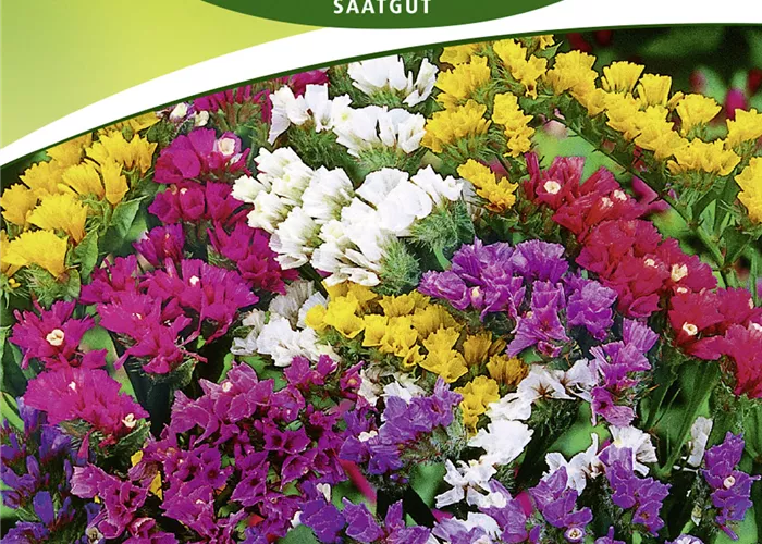 Strandfliedersamen 'Spezialmischung' Strandfliedersamen 'Spezialmischung'