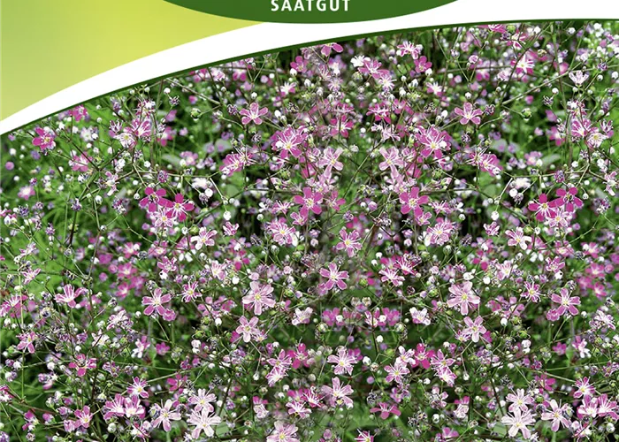 Sommer-Schleierkraut-Samen