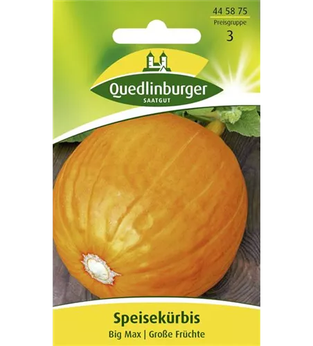 Kürbissamen 'Big Max'
