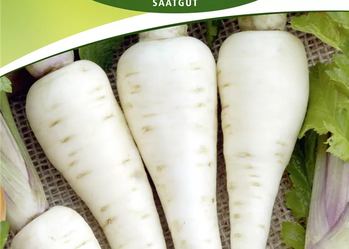 Pastinakensamen 'Suttens Student'