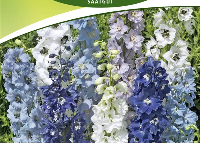 Pacific-Rittersporn-Samen