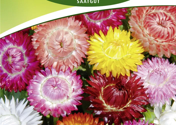 Strohblumensamen 'Riesenblumige Mischung'