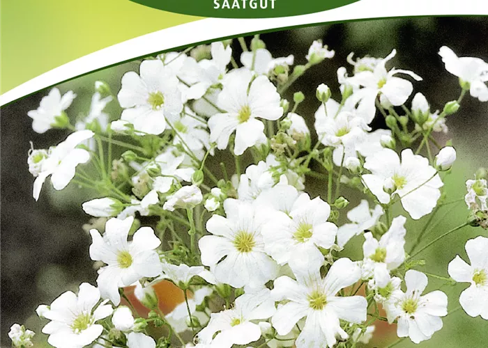 Sommer-Schleierkraut-Samen 'Schneekönigin'