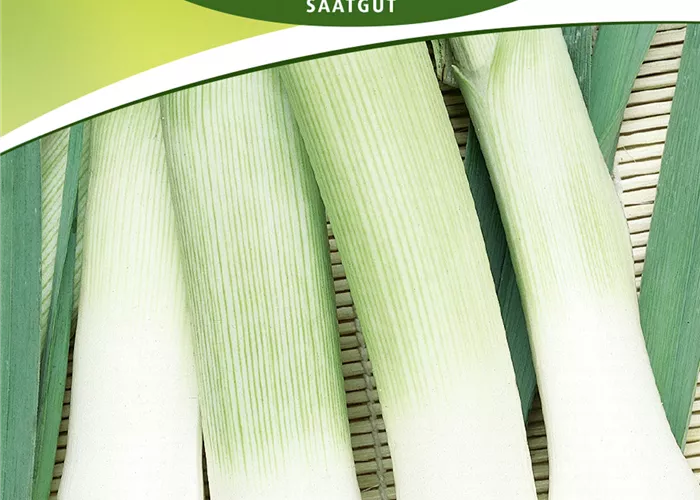 Lauchsamen 'Blaugrüner Winter'