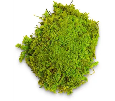 fleur ami PREMIUM BALLENMOOS fleur ami PREMIUM BALLENMOOS