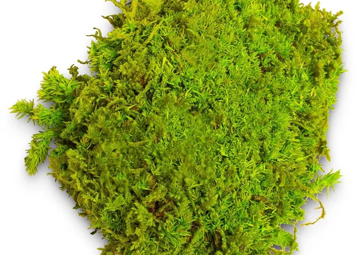 fleur ami PREMIUM BALLENMOOS fleur ami PREMIUM BALLENMOOS