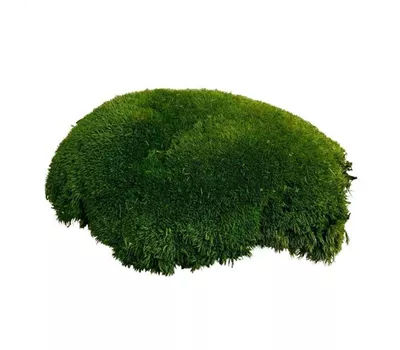 fleur ami PREMIUM BALLENMOOS fleur ami PREMIUM BALLENMOOS