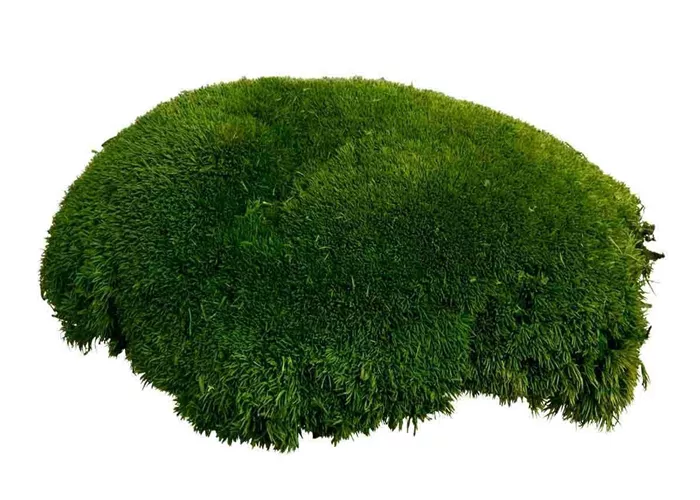 fleur ami PREMIUM BALLENMOOS fleur ami PREMIUM BALLENMOOS