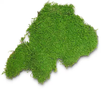 fleur ami PREMIUM FLACHMOOS fleur ami PREMIUM FLACHMOOS