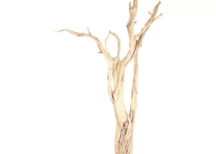 fleur ami Ghostwood fleur ami Ghostwood