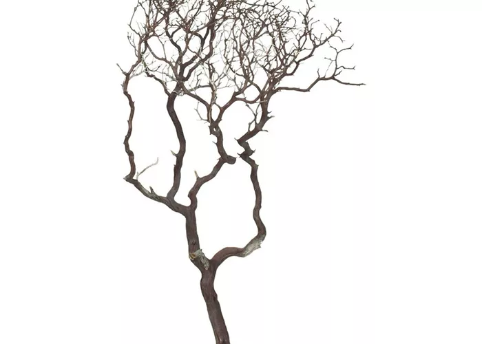 fleur ami Manzanita fleur ami Manzanita