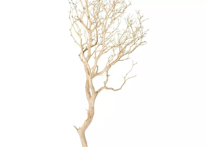 fleur ami Manzanita fleur ami Manzanita