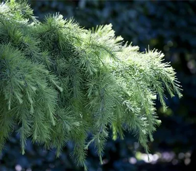 Cedrus deodara 'Pendula' 