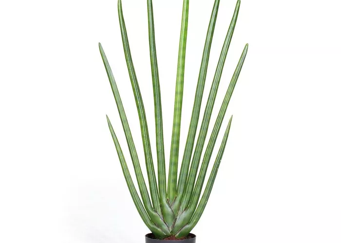 fleur ami SANSEVIERIA CYLINDRICA Kunstpflanze fleur ami SANSEVIERIA CYLINDRICA Kunstpflanze