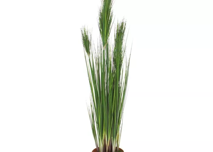 fleur ami ZWIEBELGRAS