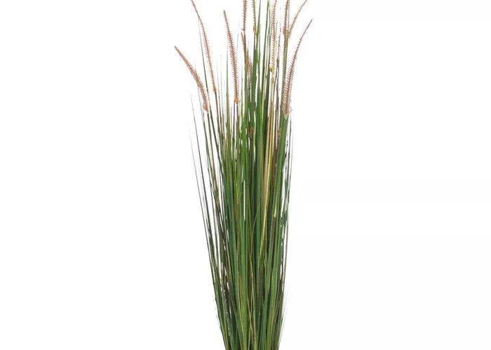 fleur ami ZWIEBELGRAS