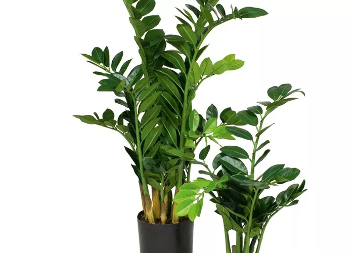 fleur ami ZAMIOCULCAS Kunstpflanze fleur ami ZAMIOCULCAS Kunstpflanze