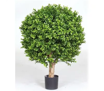 fleur ami BUCHSKUGEL Kunstpflanze fleur ami BUCHSKUGEL Kunstpflanze