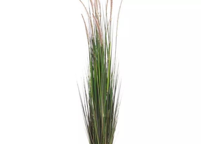 fleur ami ZWIEBELGRAS