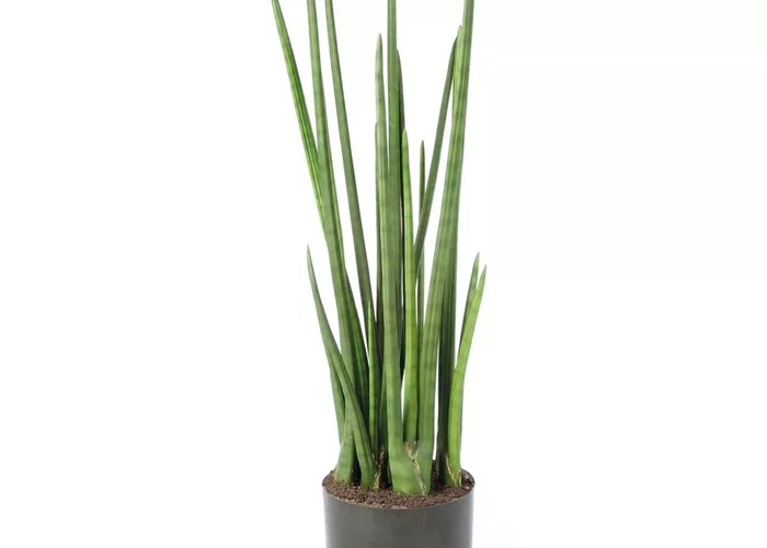 fleur ami SANSEVIERIA CYLINDRICA Kunstpflanze fleur ami SANSEVIERIA CYLINDRICA Kunstpflanze