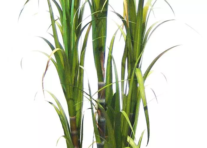 fleur ami ZUCKERROHR Kunstpflanze