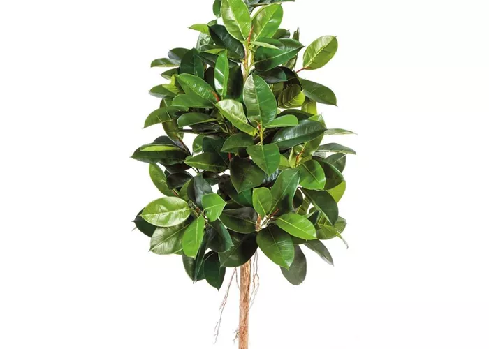 fleur ami FICUS ELASTICA Kunstpflanze
