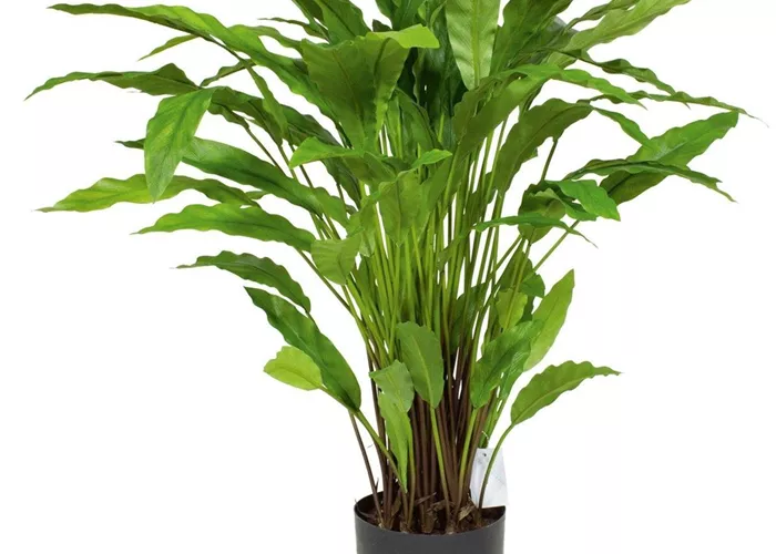 fleur ami CALATHEA Kunstpflanze