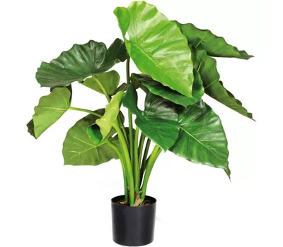 fleur ami ALOCASIA CALIDORA Kunstpflanze fleur ami ALOCASIA CALIDORA Kunstpflanze