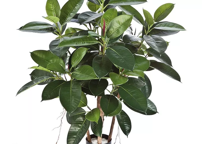 fleur ami FICUS ELASTICA Kunstpflanze