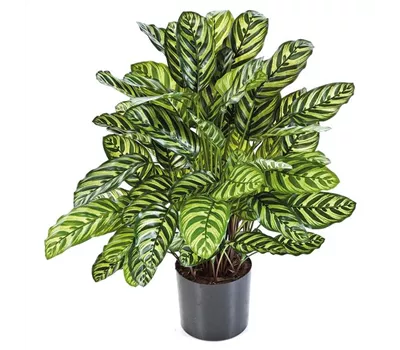 fleur ami CALATHEA Kunstpflanze fleur ami CALATHEA Kunstpflanze